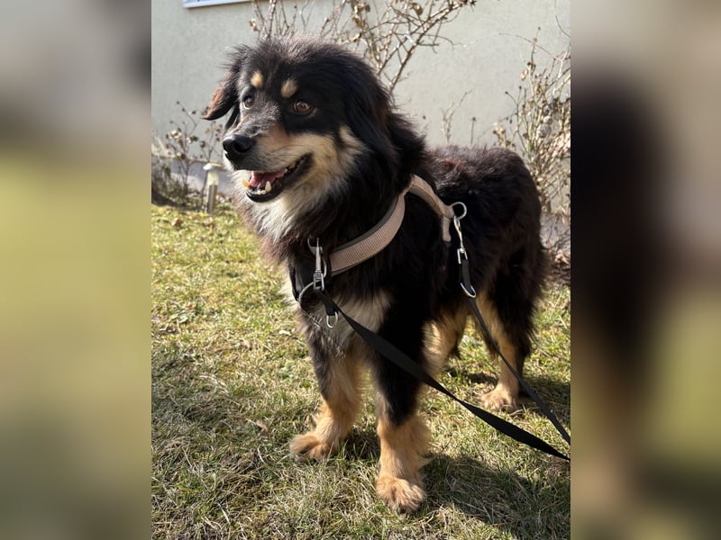 Lio - verschmust und neugierig - BEREITS IN DEUTSCHLAND