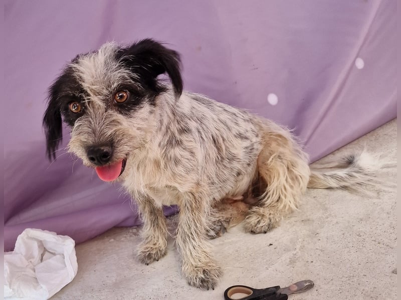 Whitney - neugierig und verschmust