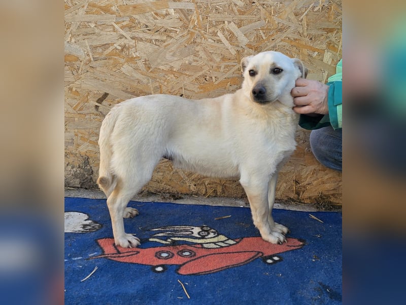 Robin - freundlich und lernwillig