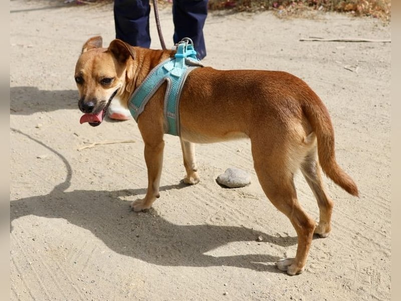 Ollie -  verschmusst, freundlich und offen