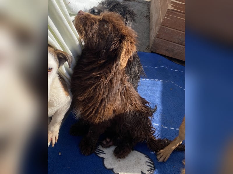 Sam - freundlich und verträglich