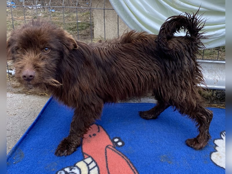 Sam - freundlich und verträglich