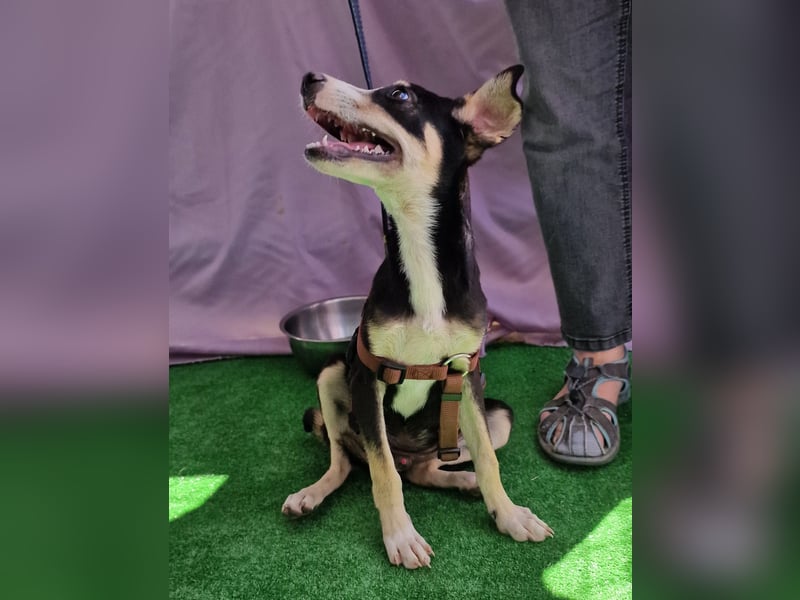 Paule - aufgeweckt und neugierig