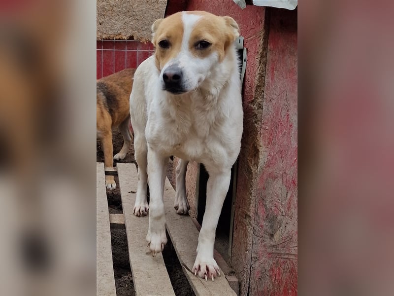 Lulu - freundlich und schüchtern