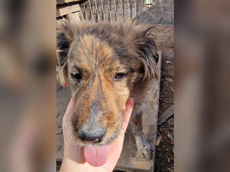 Peanut - aufgeschlossen und freundlich