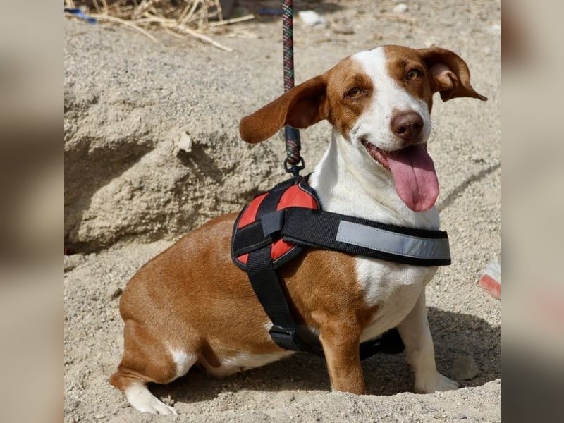 Lola - verschmust, neugierig und freundlich