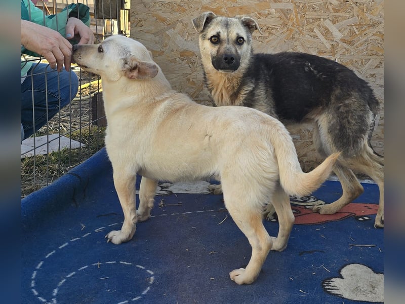 Robin - freundlich und lernwillig