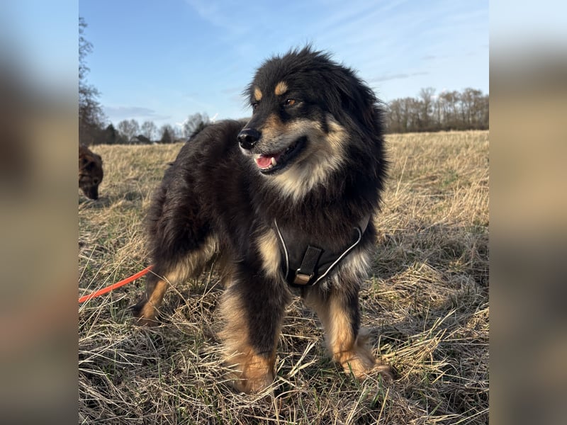 Lio - verschmust und neugierig - BEREITS IN DEUTSCHLAND