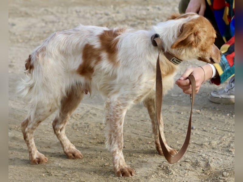 Bonja,  klug, verschmust und aufmerksam