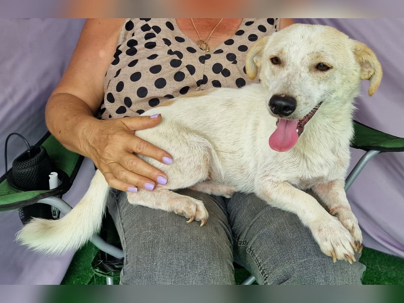 Buddy - zutraulich und aufgeschlossen