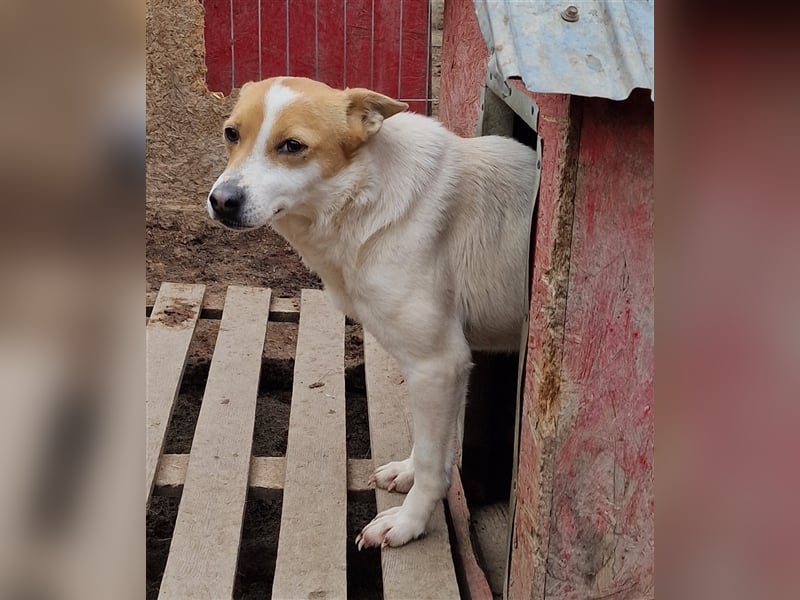 Lulu - freundlich und schüchtern