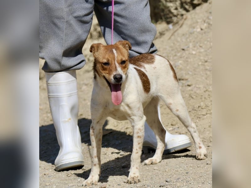 Esteban, gut sozialisiert, aufgeschlossen, neugierig