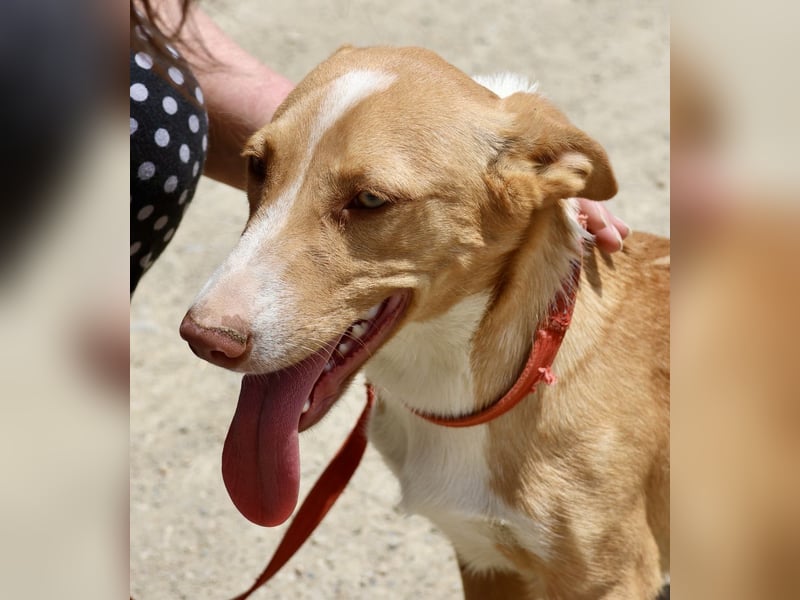 Goofy - freundlich, zutraulich und lässt sich gerne anfassen