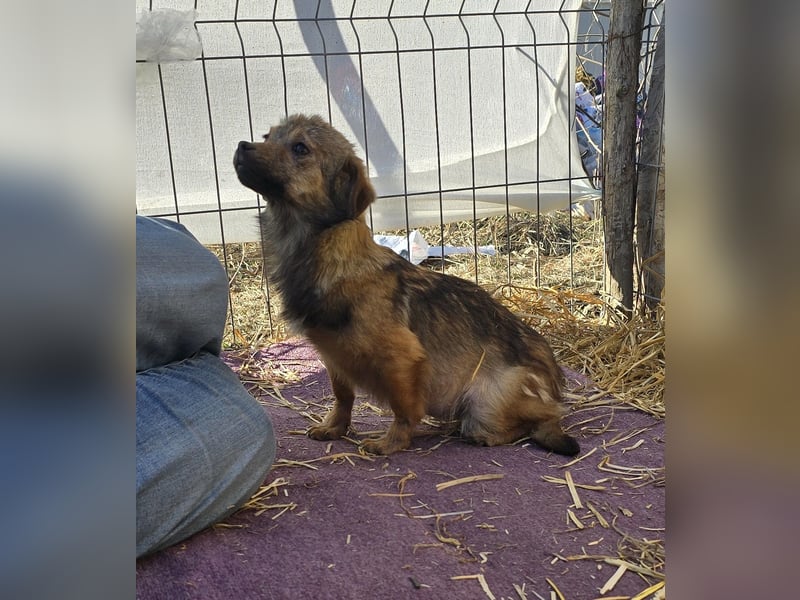 Anne - neugierig und freundlich