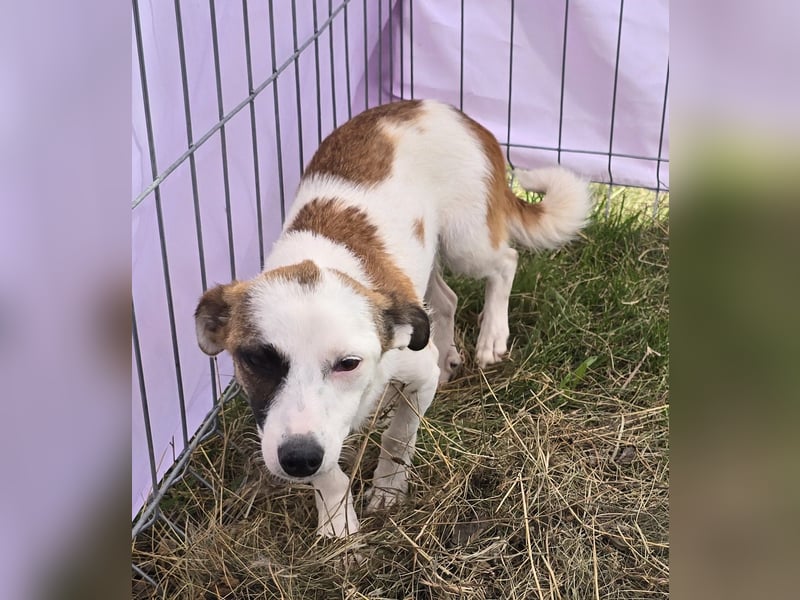 Minja - jung und verträglich