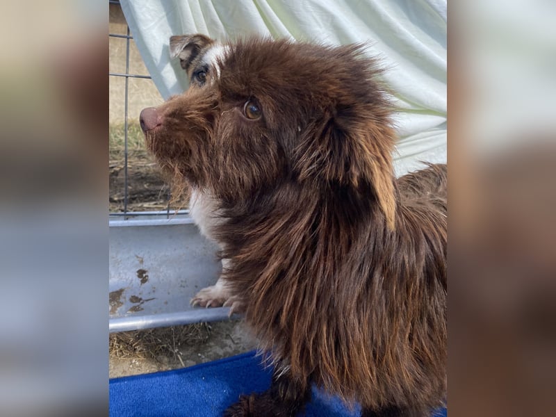 Sam - freundlich und verträglich