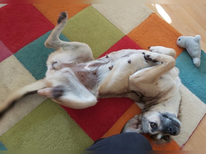 Caya - neugierig und verträglich - BEREITS IN DEUTSCHLAND