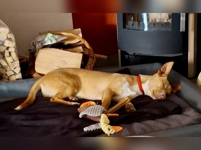 Goofy- Streichelfreund, offen und freundlich BEREITS IN DEUTSCHLAND