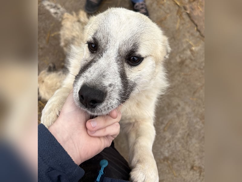 Jubata - freundlich und verschmust