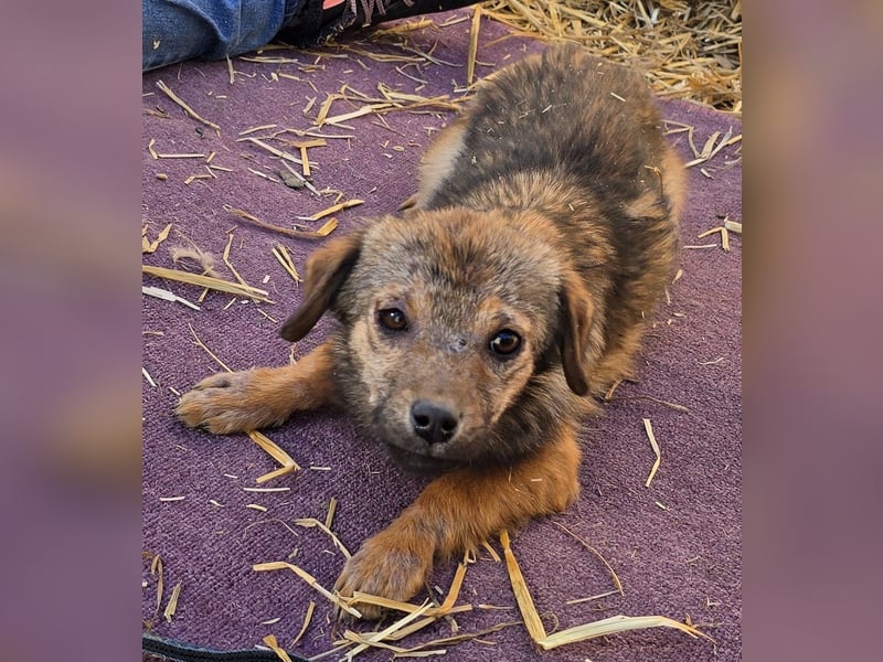 Anne - freundlich und verträglich