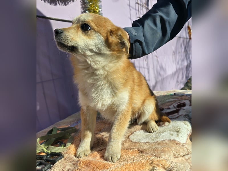 Lotte - gut verträglich - BEREITS IN DEUTSCHLAND