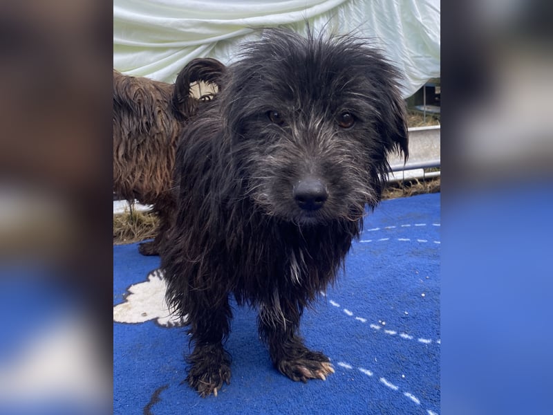 Zausel - neugierig und lernwillig