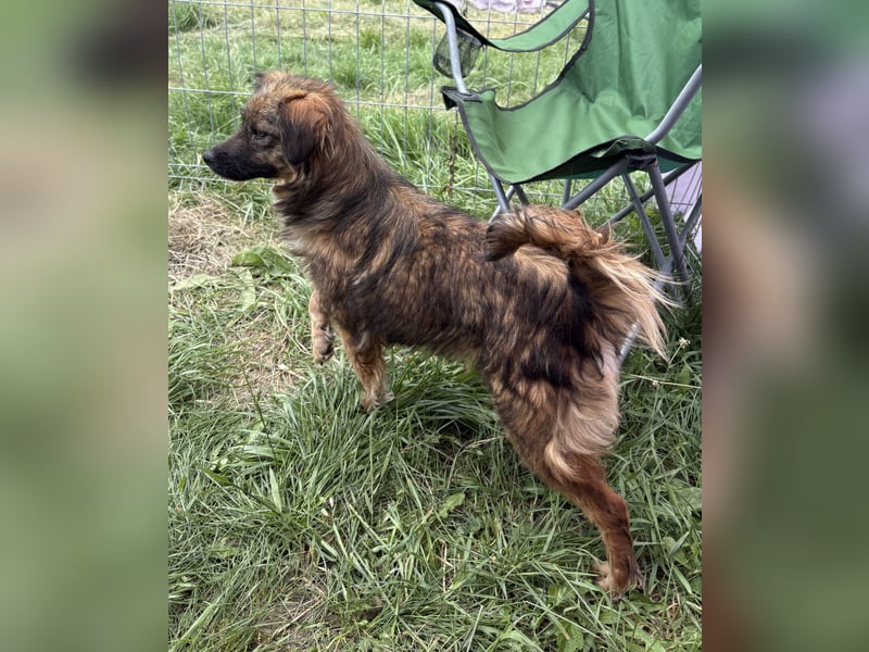 Enya - neugierig und aufmerksam