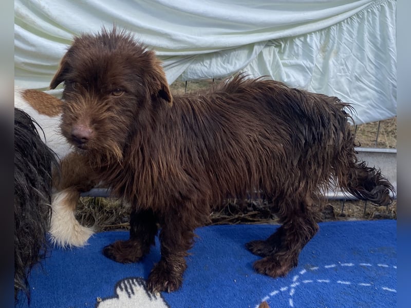 Sam - freundlich und verträglich