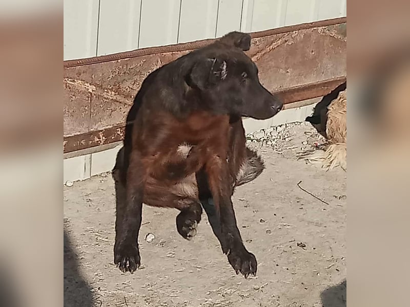 Maxi - neugierig und verspielt