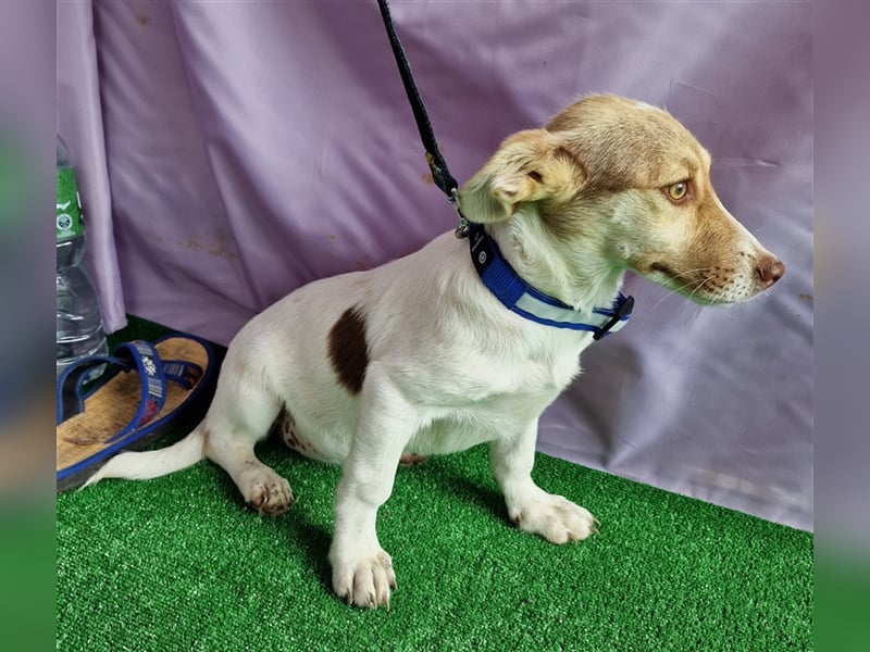 Katy - vorsichtig und verschmust