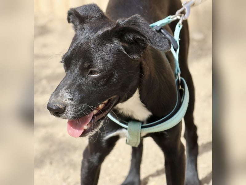 Ron - lässt sich gerne anfassen, freundlich und neugierig