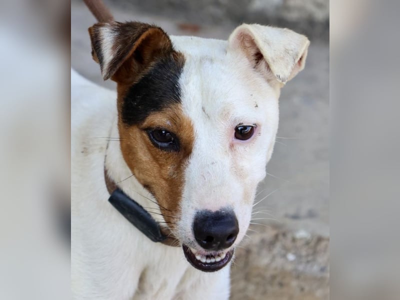 Parche - familiengeeignet, freundlich und lernwillig