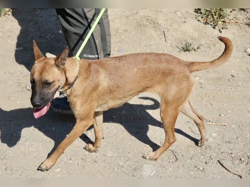 Sara - aufmerksam, verschmust und neugierig