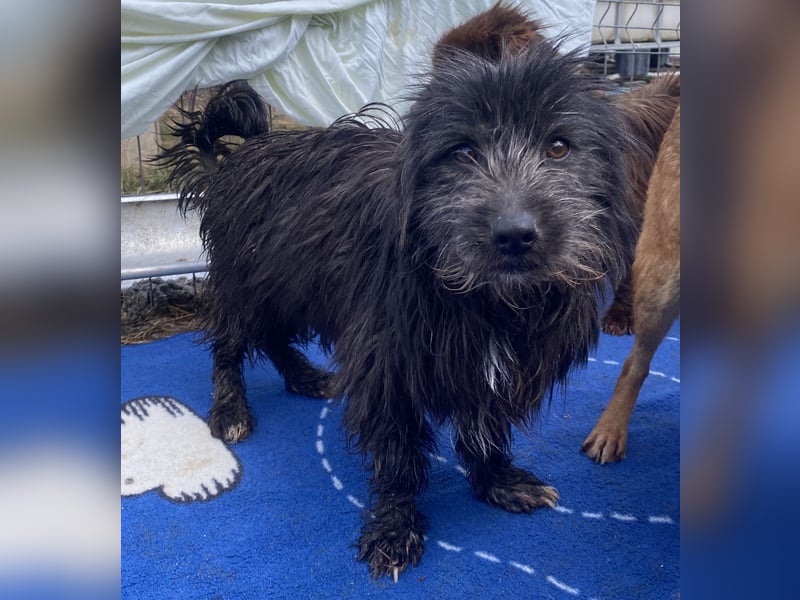 Zausel - verschmust und zugänglich