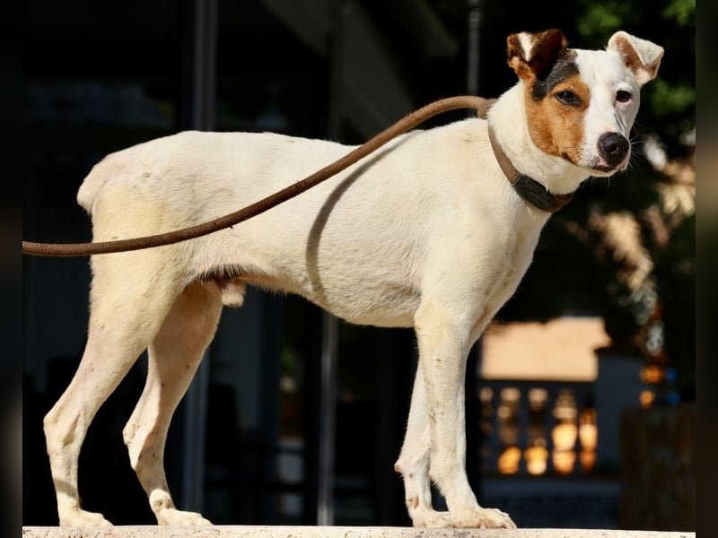 Parche, aufgeschlossen, lernwillig, verträglich