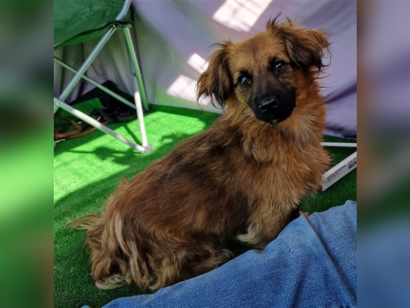 Nemo - schlau und aufmerksam