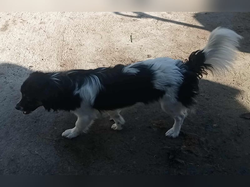 Babsi - freundlich und lernwillig