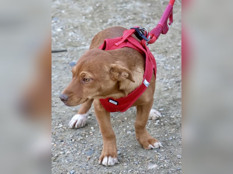 Buddy - lernwillig, freundlich und zutraulich
