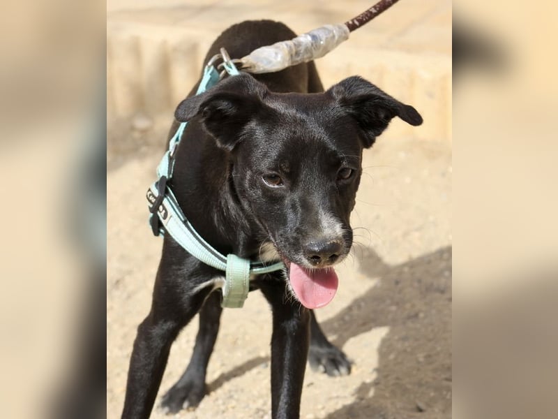 Ron - lässt sich gerne anfassen, freundlich und neugierig