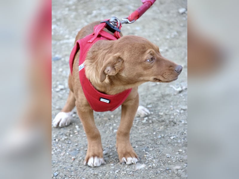 Buddy - lernwillig, freundlich und zutraulich
