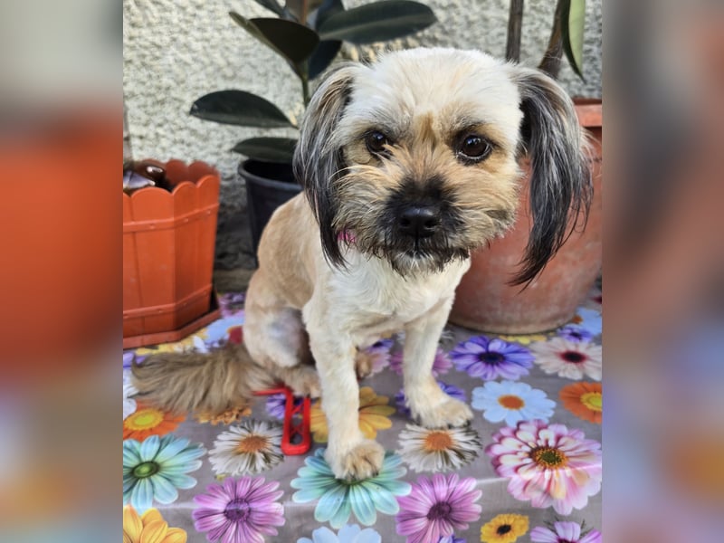 Minka - zutraulich und verschmust