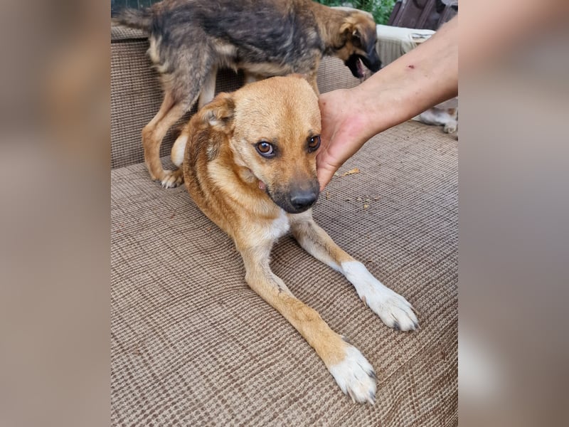 Magnus - zutraulich und menschenbezogen