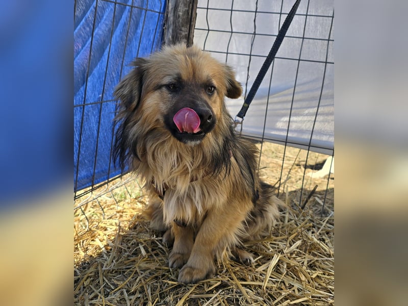 Carlo - verschmust und freundlich