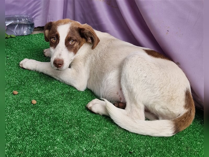 Kim - zurückhaltend und verträglich