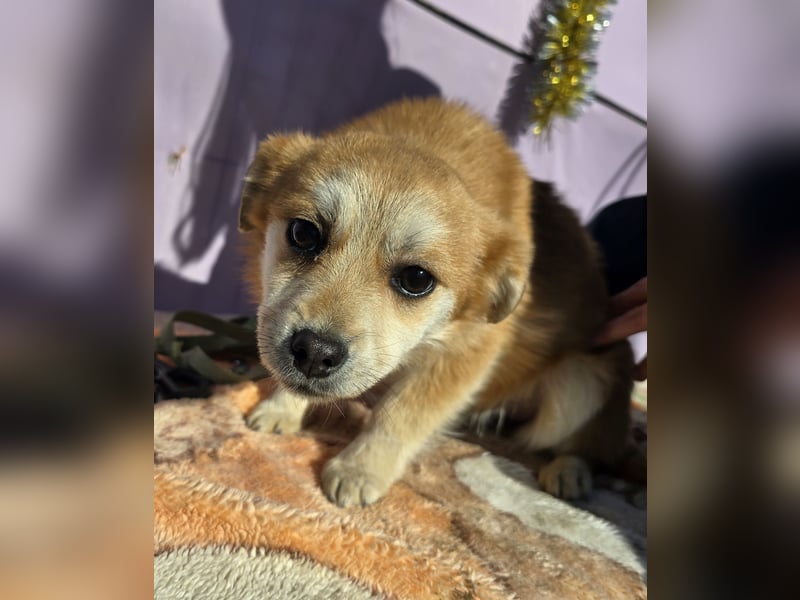 Lotte - gut verträglich - BEREITS IN DEUTSCHLAND