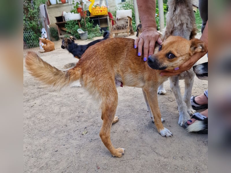 Magnus - zutraulich und menschenbezogen