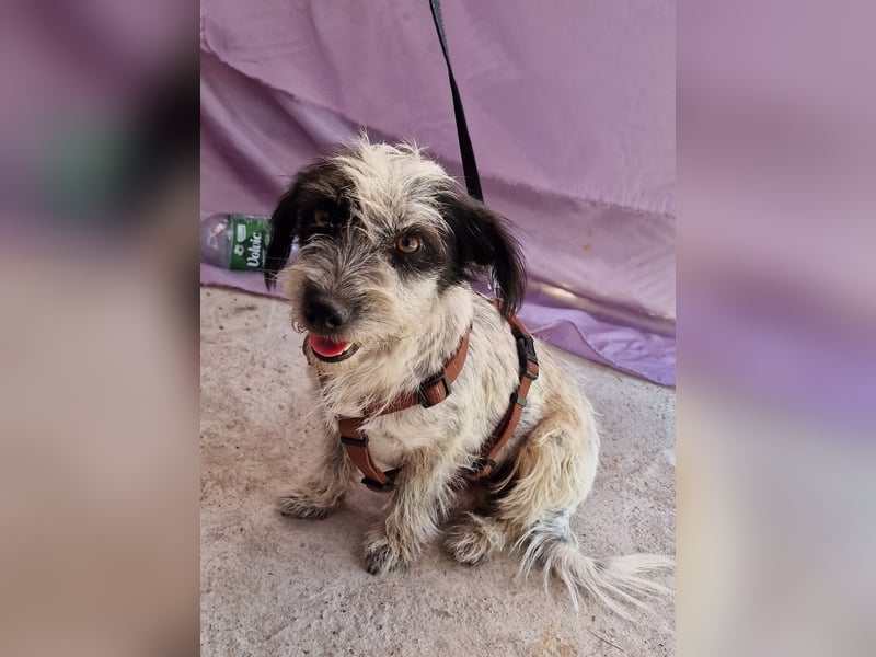 Whitney - neugierig und verschmust