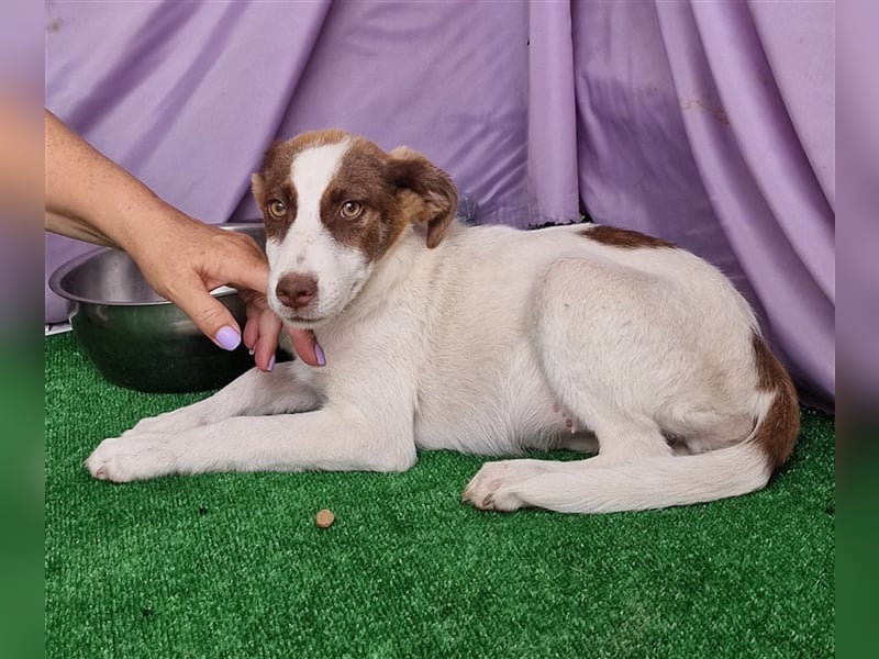 Kim - zurückhaltend und verträglich