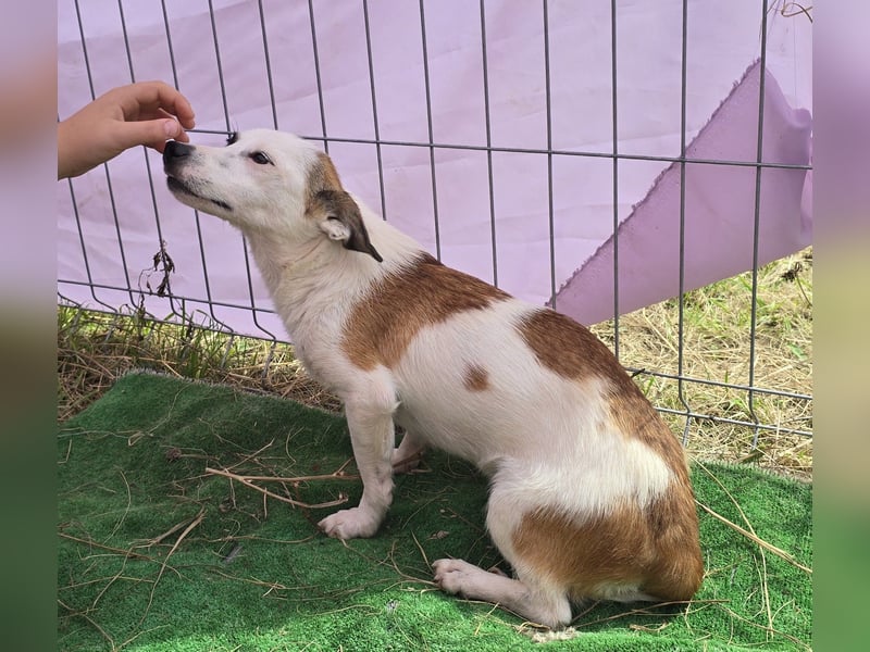 Minja - jung und verträglich