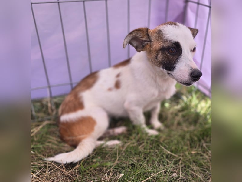 Minja - jung und verträglich